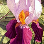 "Double Iris"- 26" x 19" - Reduction Woodcut Print - Gordon Mortensen