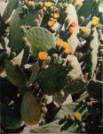 Cactus - 28" x 21" - Oil on Canvas - Kurt Ard