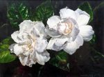 Two Gardenias - Watercolor - Charlotte Bixby Yep