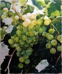 Green Grapes - 21" x 25" - Watercolor - Charlotte Bixby Yep