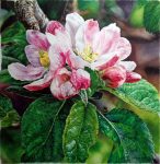 Pink Crabapple Blossoms - 24" x 24" - Watercolor - Charlotte Bixby Yep
