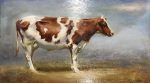 Lonesome Cow | 8" x 14" | Regina Lyubovnaya