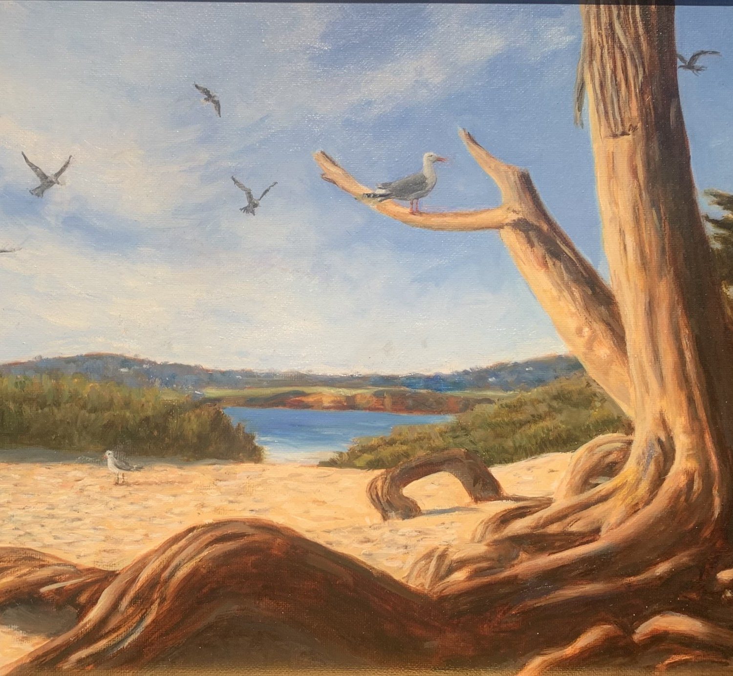 Seagulls at Carmel Beach | 12" x 16" | Sines