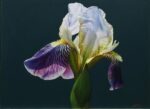 Iris Floral | 18" x 24" | Navarro