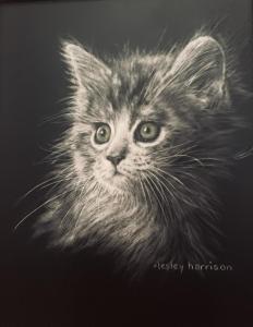 Adorable (kitten) | 10" x 8" | Harrison
