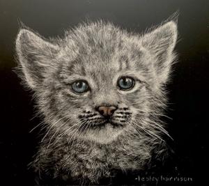 Innocence (lynx kitten) | 6" x 6" | Harrison