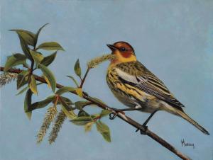 Cape May Warbler | 6" x 8" | Karla Murray