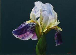 Iris Floral | 18 x 24 | Navarro
